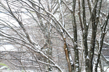 Snow Covered Tree Branches in Winter

