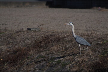 冬の田んぼにたたずむシラサギ