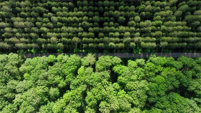 Aerial: Top down drone shot of scenic road in Erymanthos mountain in Greece while the clouds hide the sunlight