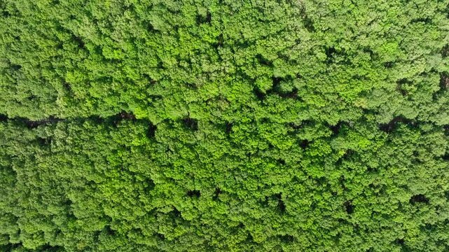 Aerial top view of green forest on a sunny day in summer. Foloi oak forest