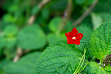 A vibrant red Ipomoea coccinea flower, commonly known as a cardinal climber, stands out against a backdrop of lush green foliage. Its star-shaped petals are delicate and eye-catching