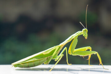 A vibrant green European mantis, or Mantis religiosa, is perched on a surface, its long forelegs folded in a classic praying position. Its intricate compound eyes and delicate wings are visible