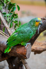 The orange-winged amazon (Amazona amazonica) is a large amazon parrot. Its habitat is forest and semi-open country. 