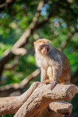 
The rhesus macaque (Macaca mulatta) is a medium-sized primate native to South, Central, and Southeast Asia. It has a brown or grey coat, a pink face, and a long tail.