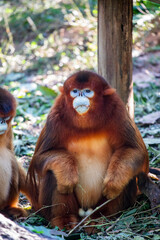 The Sichuan golden snub-nosed monkey (Rhinopithecus roxellana) is an endangered primate endemic to China's mountainous forests. It has striking golden-orange fur, a blue face, and a stubby nose.
