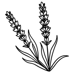 Lavender Lush line art art vector