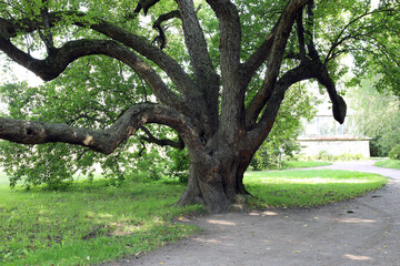 Fototapeta premium The Manchurian apple tree grows from one root into several trunks