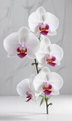 Fototapeta premium delicate orchid blooms on a pristine white surface, detail, blue orchid, nature