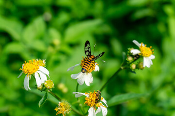 A striking Amata moth (likely Amata huebneri) with black and yellow stripes rests on a white flower, its transparent wings with dark veins clearly visible.