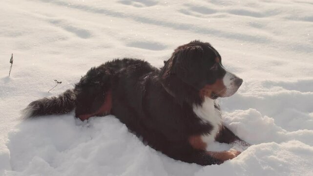 Beautiful bernese mountain dog Berner Sennenhund stay on snow in park