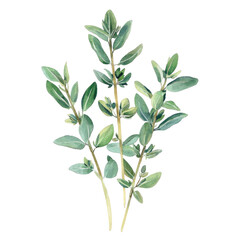 Fototapeta premium Pastel Illustration of Thymein Plant in Retro Style Featuring Delicate Green Leaves on a Transparent Background