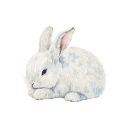 Obraz premium Detailed Illustration of an Arctic Hare in a Soft White Fur Composition on a Clean Background