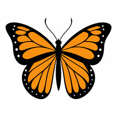 butterfly on white background