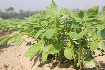 Potato plant on farm for harvest