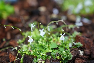 可愛らしいウサギゴケの花