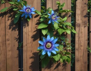 Leafy foliage and blue flowers of the passiflora vine on a wooden fence post, passiflora, climbing plants