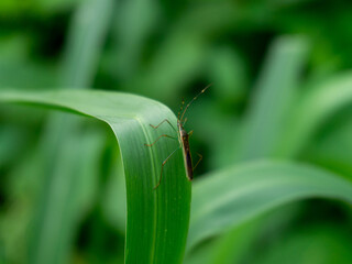 A slender rice bug, likely Leptocorisa oratorius, with long antennae and legs rests on a green leaf, blending with its surroundings