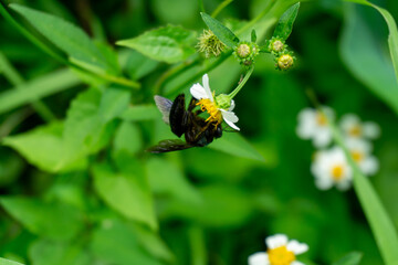 A large carpenter bee, likely Xylocopa latipes, forages on a small white flower, its robust body and dark wings contrasting against the green foliage