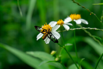A striking Amata moth (likely Amata huebneri) with black and yellow stripes rests on a white flower, its transparent wings with dark veins clearly visible.