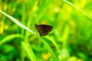 A skipper (Hesperiidae) with muted brown coloration perches delicately on a blade of grass