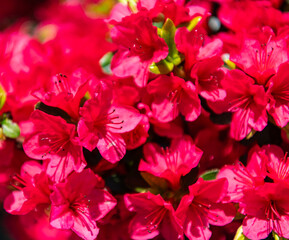 Obraz premium Natural flower plant. Flora nature. Bright blooming azalea flower in nature. Azalea flower. Flowering nature closeup. Macro of flowering azalea plant. Exotic flower. Fresh fragrance