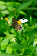 A small Lycaenidae butterfly, with subtle grey-brown wings, rests on a white and yellow flower