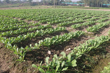 Radishes plant on farm for harvest © CMYK MAKER