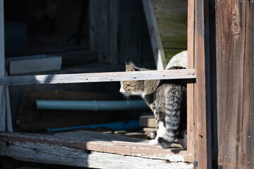 建物から出てくる可愛い野良猫