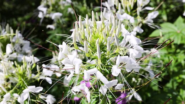 Spiny Spider on Flower in Bangkok