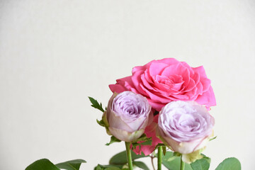 ピンクと紫の薔薇