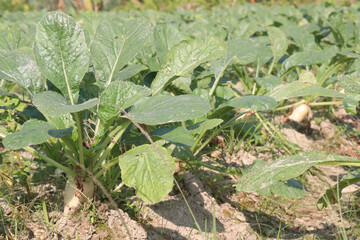 Radishes plant on farm for harvest