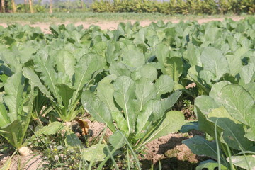 Radishes plant on farm for harvest