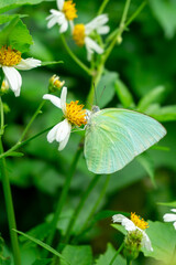 A Eurema hecabe (Common Grass Yellow) butterfly sips nectar from a small white flower amidst lush green foliage