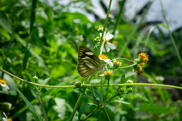 A Cepora butterfly, with striking black and white markings, delicately perches on a small white flower