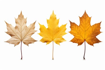 Three distinct maple leaves showcasing vibrant fall colors against a clean white background