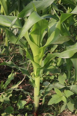 maize also called corn on farm for harvest