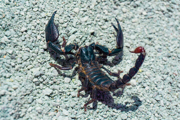 A dark-colored scorpion (Scorpiones order) with large pincers and a prominent stinger rests on a bed of small rocks