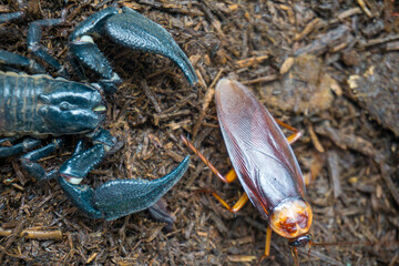 A dark blue scorpion (Scorpiones order) confronts a brown cockroach (Blattodea order) on a textured surface, showcasing their contrasting exoskeletons
