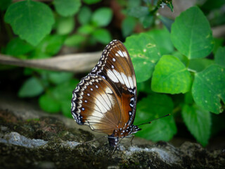 A striking Hypolimnas bolina (Great Eggfly) butterfly perches on a textured surface, showcasing its contrasting brown, white, and black wing patterns
