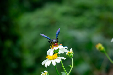 A blue-black scoliid wasp (Scolia vollenhoveni) forages on a small white flower, its hairy body covered in pollen.
