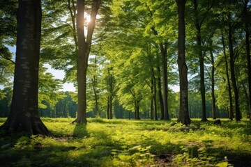Naklejka premium Sunlight streaming through a dense green canopy in a vibrant and lush forest landscape