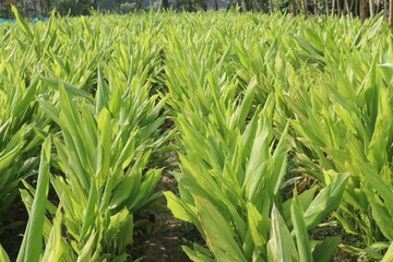 turmeric plant on farm are cash crops