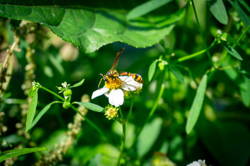 A striking Scoliidae wasp, possibly a Campsomeris species, forages on a small white flower amidst lush green foliage