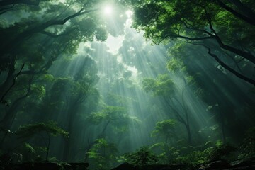 Sunlight filtering through a dense canopy of vibrant green trees in a serene forest