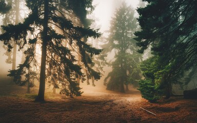 Naklejka premium Sunlit foggy forest path.