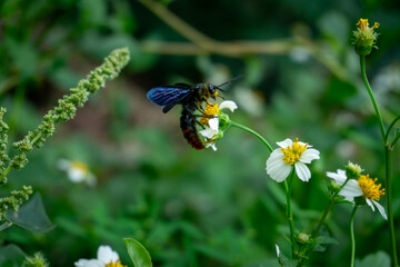 A vibrant Xylocopa latipes (Tropical Carpenter Bee) gathers nectar from a small white flower amidst lush greenery.