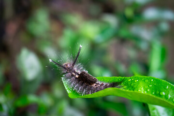 A hairy caterpillar, possibly of the Dasychira or Orgyia genus (Tussock moth), rests on a dewy green leaf