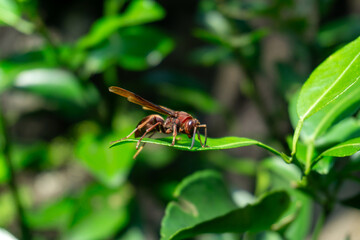 A reddish-brown paper wasp (Polistes genus) with slender body and folded wings rests on a green leaf