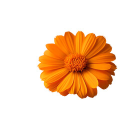 Vibrant orange flower with striking petals.,transparent background
