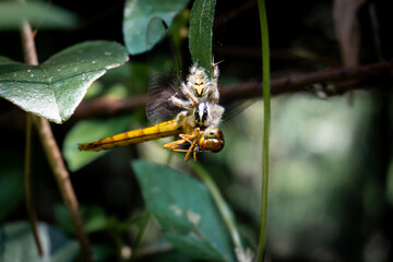 A jumping spider (Salticidae family) fiercely grips a dragonfly (Anisoptera suborder), showcasing nature's predatory prowess